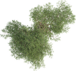 Top view of Olive Tree