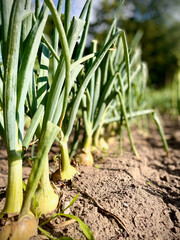 Fototapeta premium Frühlingszwiebeln