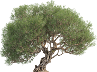 Side view of Olive Tree