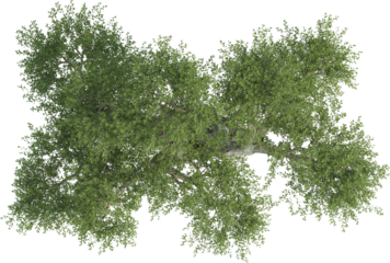 Top view of Olive Tree