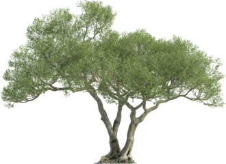 Side view of Olive Tree