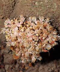 Amazing small flowers of the nature. Bunch of flowers growth from the tree trunk. Nature flowers of growth from the tree trunk.