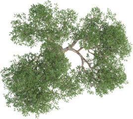 Top view of Olive Tree