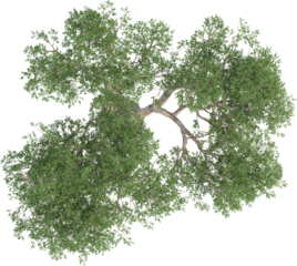 Top view of Olive Tree