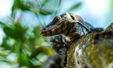 a close up of a lizard