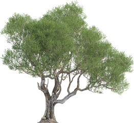 Side view of Olive Tree