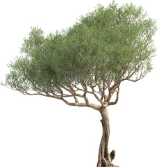 Side view of Olive Tree