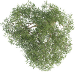 Top view of Olive Tree