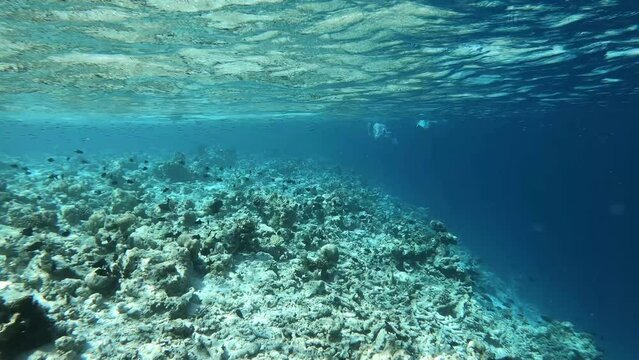 many fish in a coral reef in the Maldives