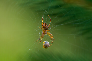 a lady beetle in the web from a garden spider