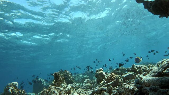 many fish in a coral reef in the Maldives