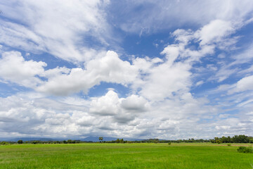 The Rice field green grass blue sky cloud cloudy landscape background