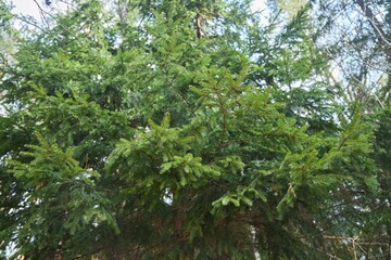 Landscape with tall ship pines and other trees. Nature of the temperate zone of Eurasia