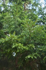 Landscape with tall ship pines and other trees. Nature of the temperate zone of Eurasia