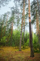 Obraz premium Landscape with tall ship pines and other trees. Nature of the temperate zone of Eurasia