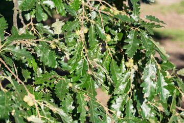 Cerus oak, Quercus cerris, in the forest park in Moravia