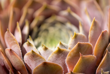 Close-up of tiny parts of a succulent plant with blurred background