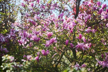 Obraz premium Cultivated flowering plants for landscaping urban parks or flower beds