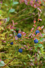 wonderful colors in autumn - bilberries with red leaves