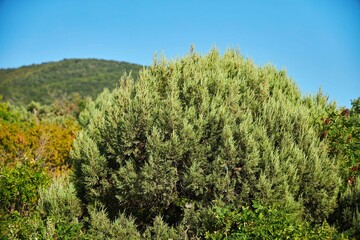 Rare juniper in the reserve. Plant protection from the Red Book.