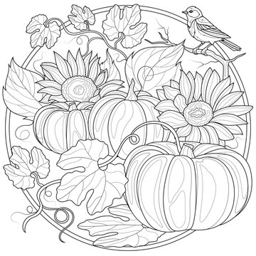 Pumpkins, sunflowers and a bird.Harvest.Coloring book antistress for children and adults. 
