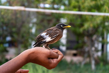 myna bird in a hand of boy