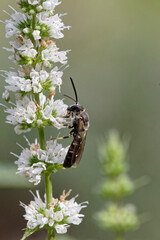 insecte