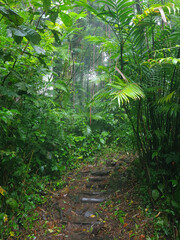 Green jungle hike background