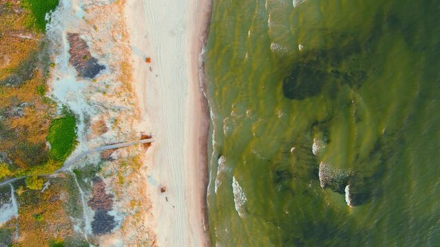 Aerial top-down view of beautiful sandy Curonian Spit beaches, Baltic sea shore