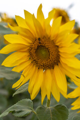 Fototapeta premium campo de girassol na cidade de Holambra, Estado de São Paulo, Brasil