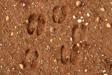 Goat Footprints on Wet Ground.