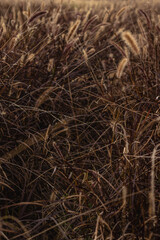 plantação de sorgo na cidade de Holambra, Estado de São Paulo, Brasil