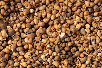 River Snail Shells on the River Bank.