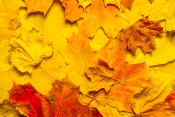 Fallen leaves on ground autumn background fall nature autumn foliage maple background. Abstract maple leaves pattern autumn leaves background. Abstract fall season. September, october, november