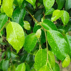 Lush green bush close up shot in square aspect ratio in a sunny rainy morning