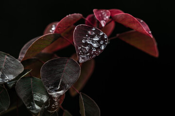 Water drops on dark red leaves. After rain background. Selective Focus.