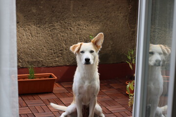 portrait of a young female dog with blue eyes adopted from shelter sitting on balcony