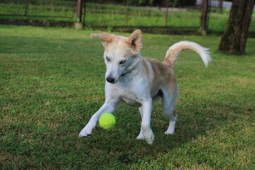 Naklejka na ściany i meble young dog playing with ball in the garden