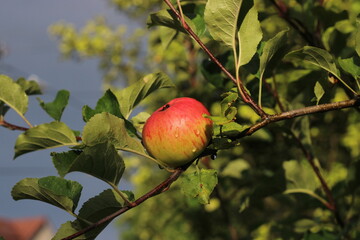 Homegrown ripe apples in the garden
