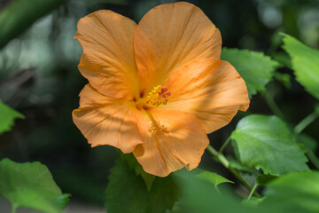 Fata-Morgana greenhouse in the Lednicko-Valtické area in Moravia, tropical plants