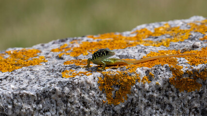 Cría de lagarto ocelado (Timon lepidus)