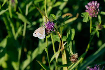 Small Heath (Coenonympha pamphilus) butterfly sitting on a pink flower in Zurich, Switzerland
