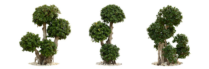 Group of Asian tropical plants and leaves isolated on transparent background.PNG © eakarat