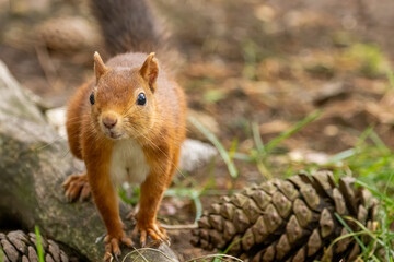 Close up of a cute scottish red squirrel on the forest floor