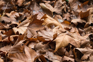 autumn leaves on the ground, brown and dry oak leaves carpet the ground close up concept weather, seasons, nature background, wallpaper or backdrop