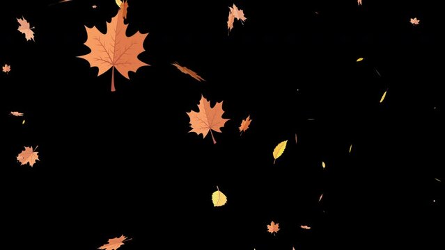Seamless 2D animation of autumn maple leaves falling on a black background with alpha channel, perfect for motion graphics