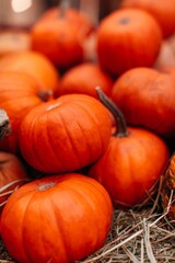 Bright orange fresh seasonal pumpkins on hay. Autumn harvest and thanksgiving composition. Vertical poster