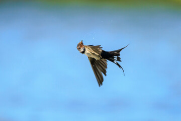 Barn Swallow Hirundo rustica in flight closeup