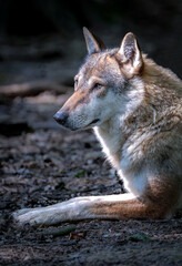 Close-up portrait of a gray wolf. 
