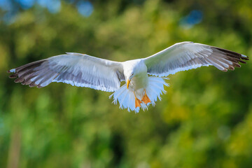 Lesser black-backed gull, Larus fuscus, in flight